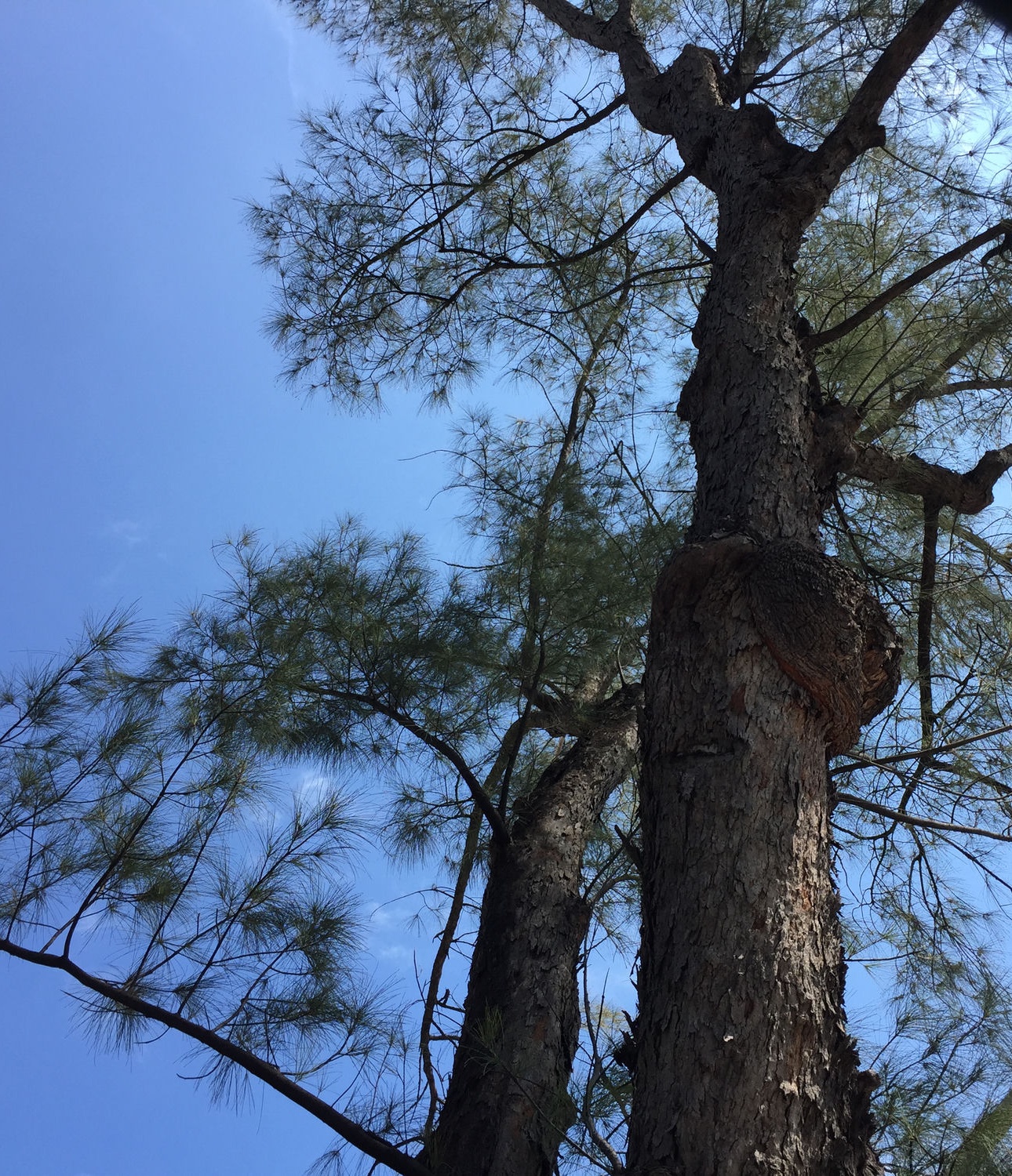 One of the pines up close. The trunk has been cut back and grown over more than once, and it is still standing. David Hunt Solomon.
