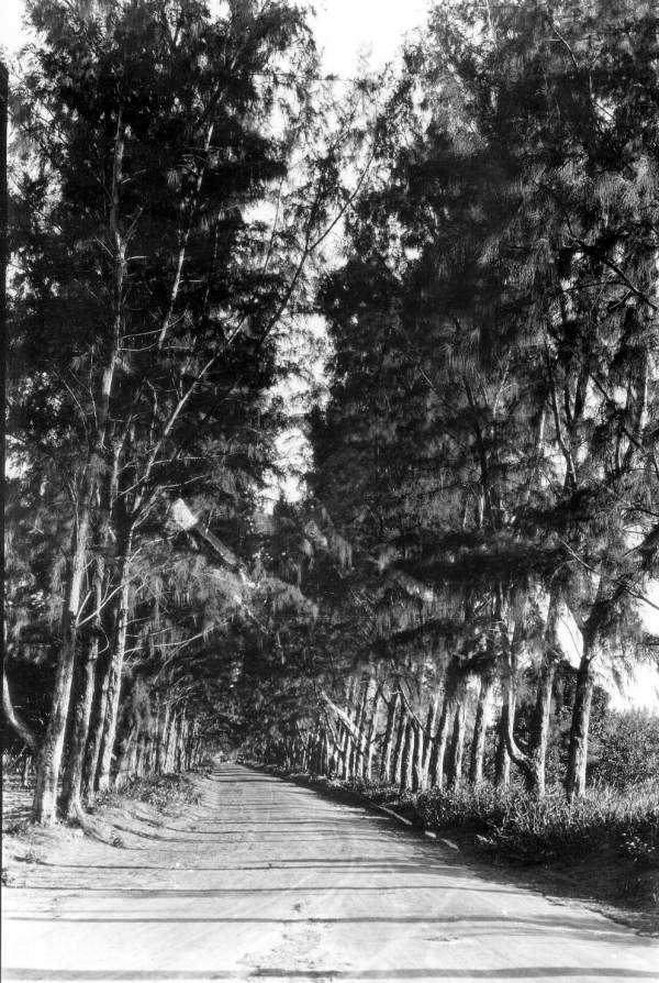 Looking down Pine Tree Drive, 11 August 1923. Thirteen years after a farmer put them in to keep the wind off his avocados, the pines had closed overhead. Photograph by W. A. Fishbaugh. State Archives of Florida, Florida Memory, RC13209.