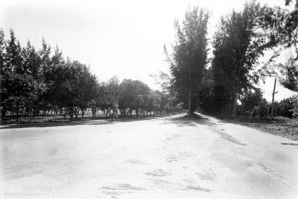 Pine Tree Drive, February 18, 1926. The plantation road, graded and in use, with Collins's pines on the right and the grove still standing on the left. Seven months before the hurricane that ended the land boom. Photograph by W. A. Fishbaugh. State Archives of Florida, Florida Memory, RC21468.