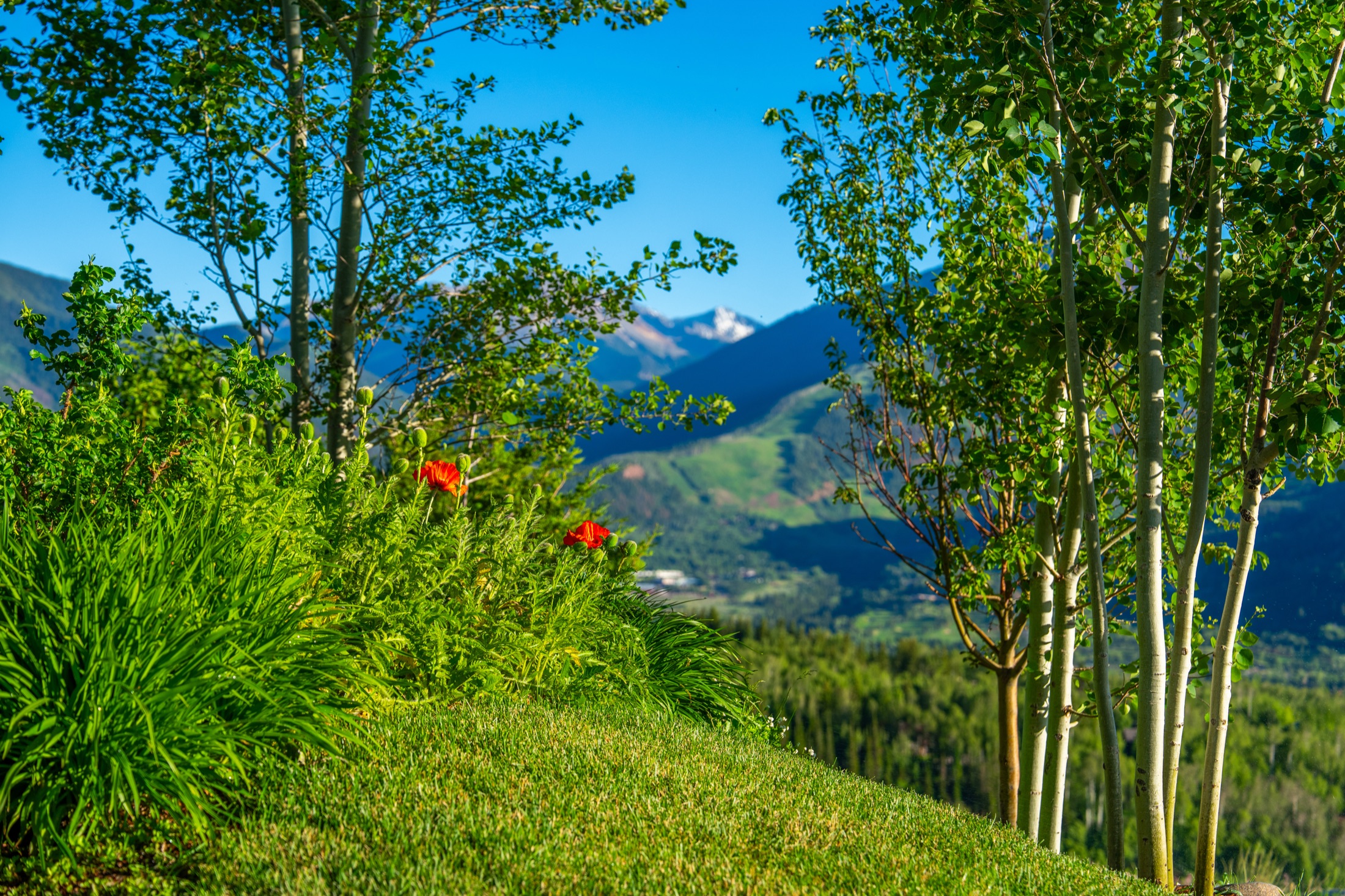 The view from 542 Carroll Drive.