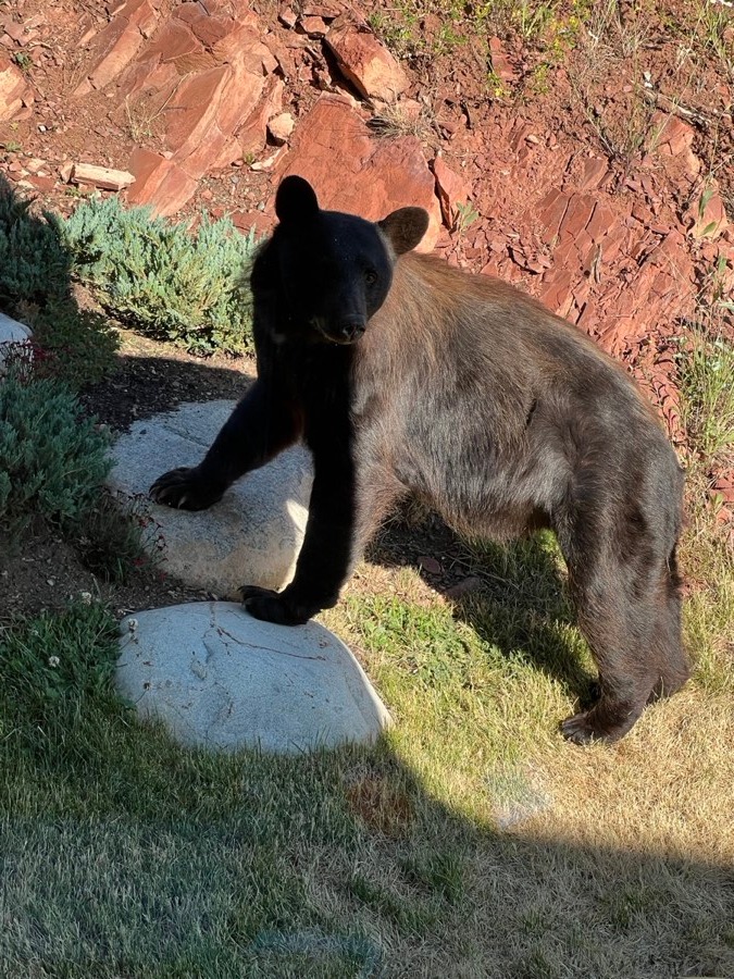 Black bear in Aspen