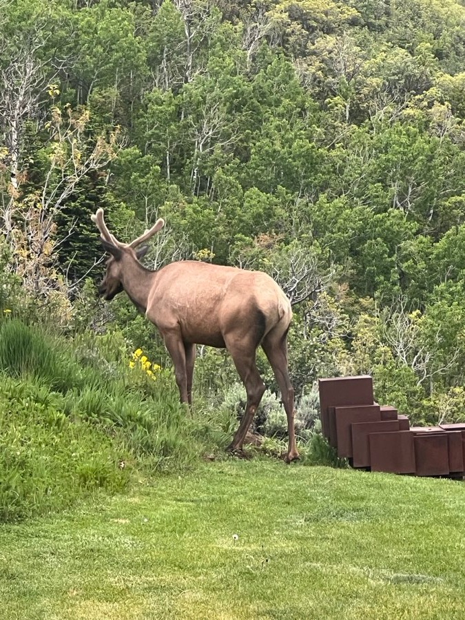 Elk in Aspen meadow