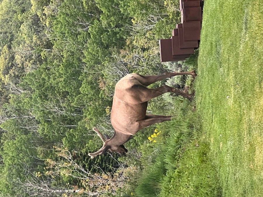 Elk browsing at the edge of a property in Aspen