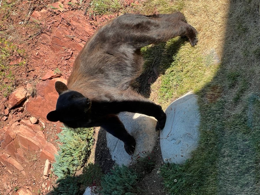 Black bear on rocky terrain near a property