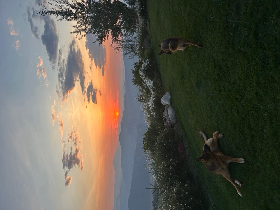 Elk silhouetted against a vivid Aspen sunset in a mountain meadow