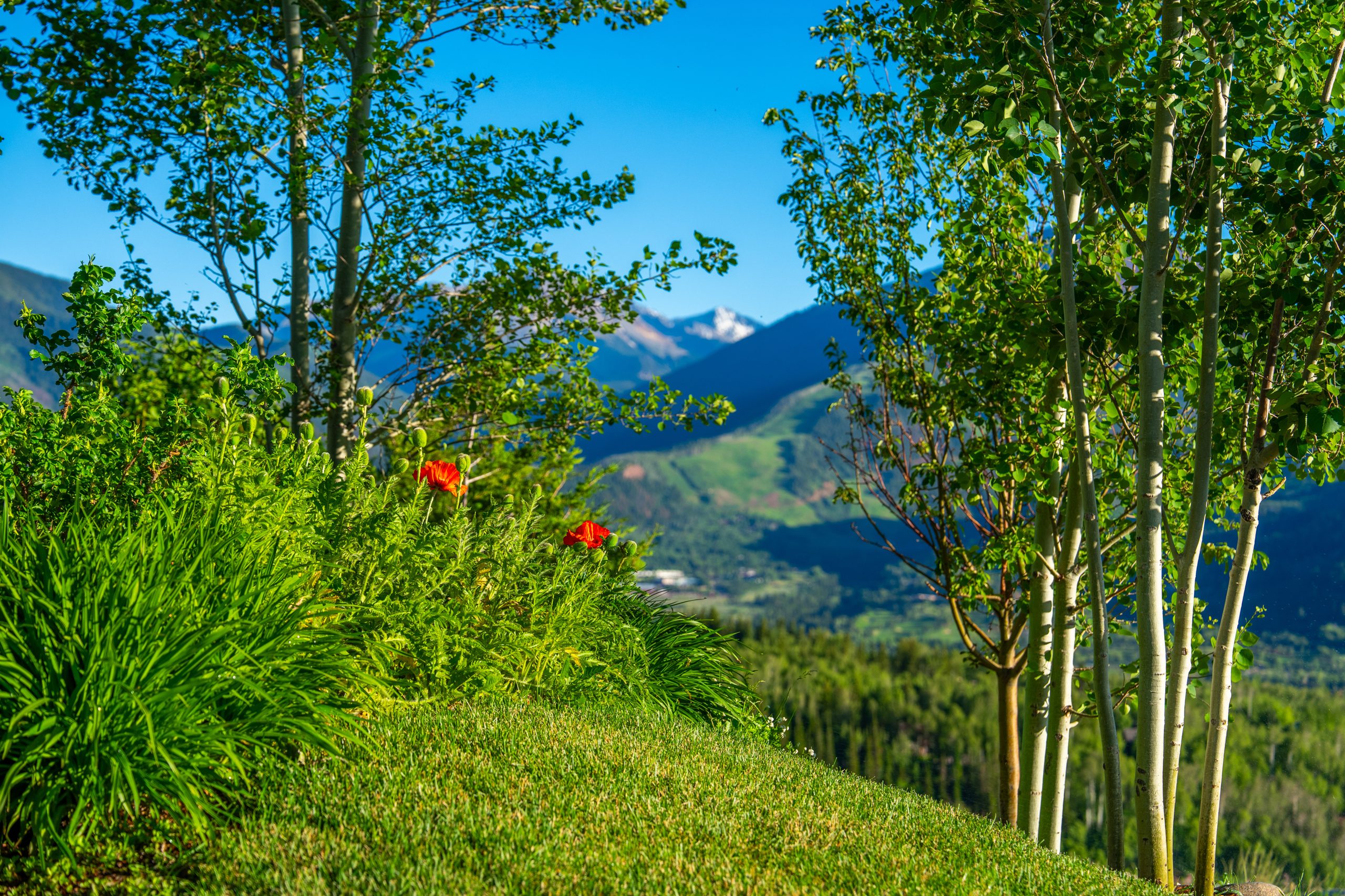Thirty-eight acres that live like a private preserve.